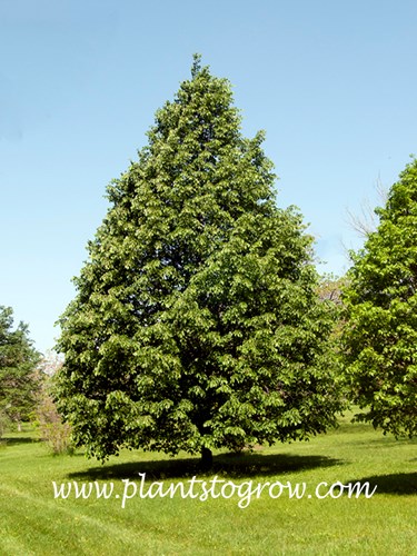 Legend Basswood (Tilia americana)